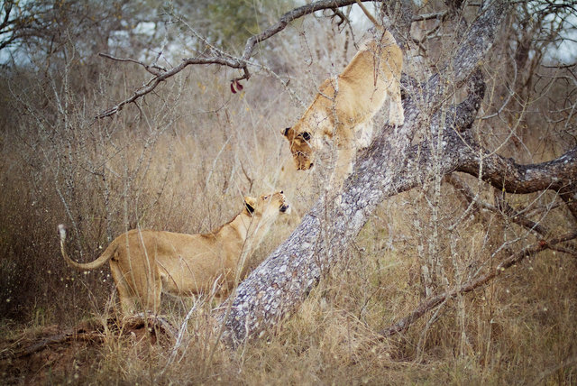 Lions Roar