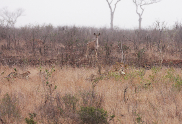 Cheetah and her three cubs chasing a kudu