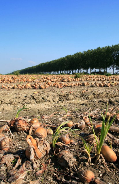 uienteelt noordoostpolder