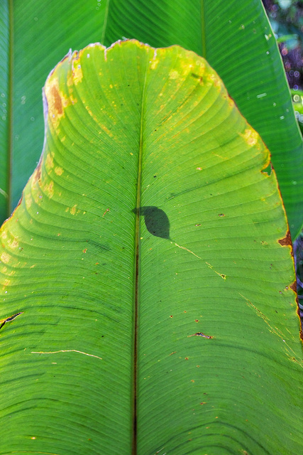 Green Leaf