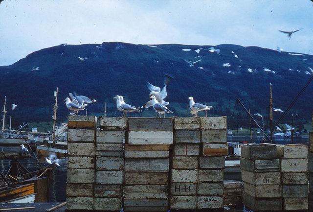 893 (4) Visvriezerij Tromsø
