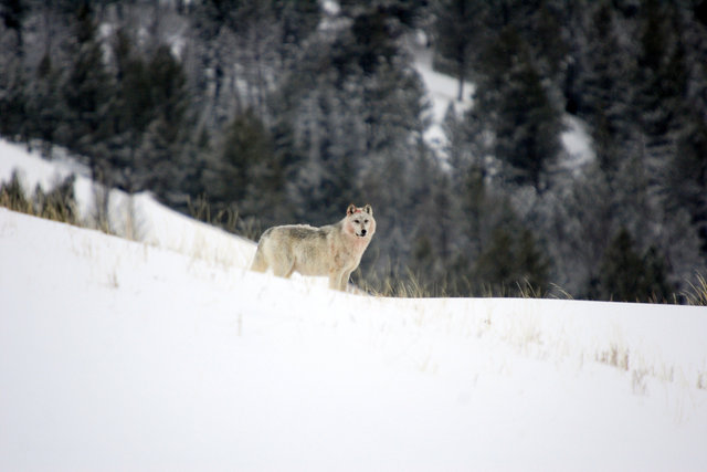 Gray Wolf (a.k.a. Timber Wolf) Yellowstone N.P.