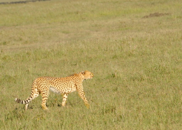 Cheetah, Masai Mara