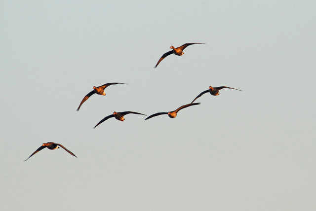 Greater White-Fronted Geese, southern Ohio, February