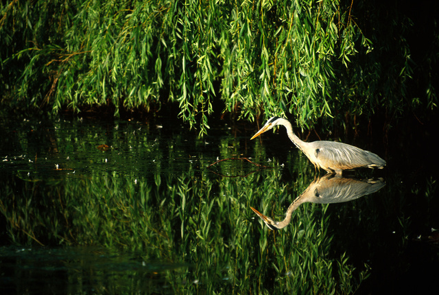 Grey heron