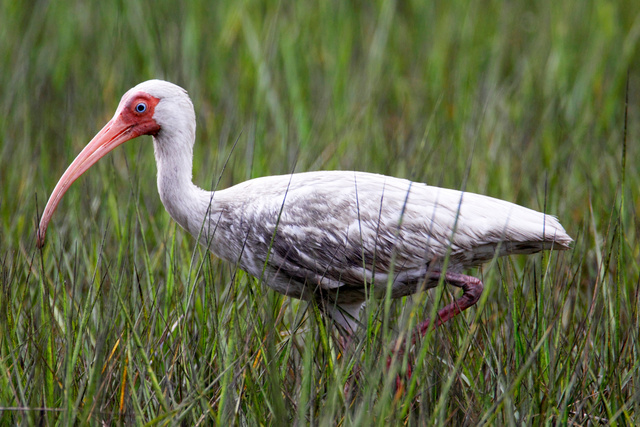 White Ibis, NC