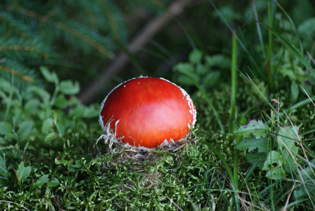 Fliegenpilz