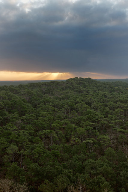 Forêt des Landes 2