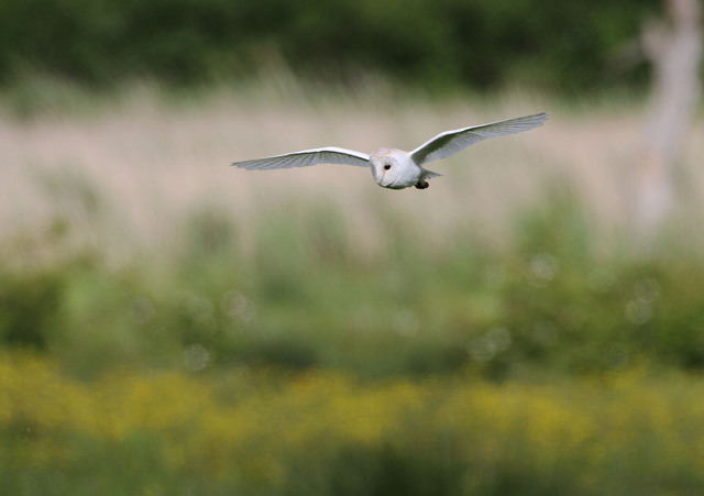 Barn Owl