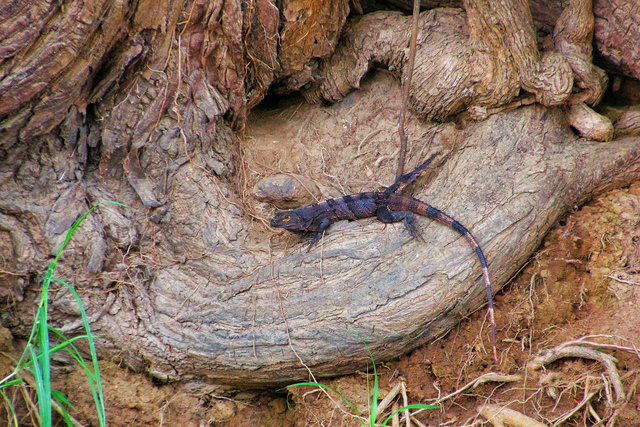 Eguana 