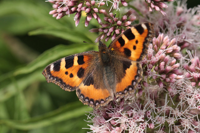 Small tortoiseshell (Aglais urticae)