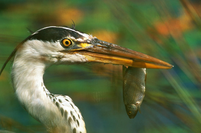 Grey heron