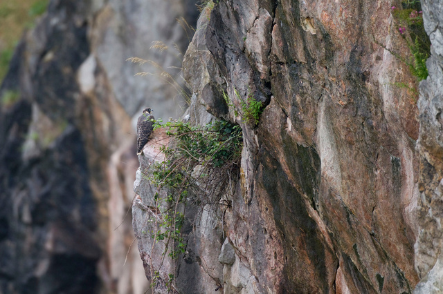 Juvenile peregrine falcon