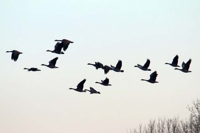 Canada Geese, February, southern Ohio