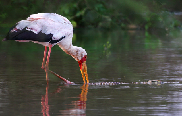 Yellow-billed Stork and crocodile