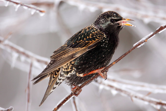 European Starling, Ohio