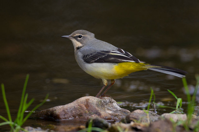 Grey Wagtail