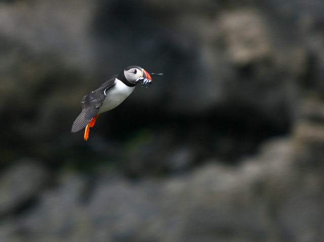 Puffin