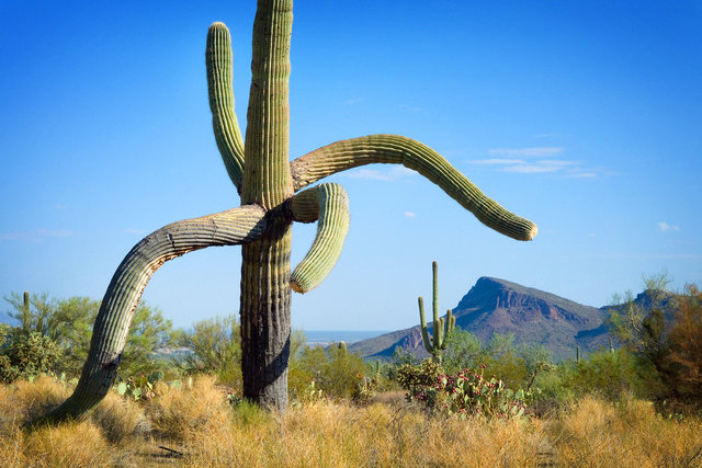 Saguaro West II