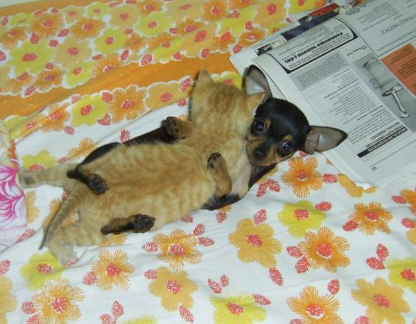 cat_and_dog_hugging-303.jpg