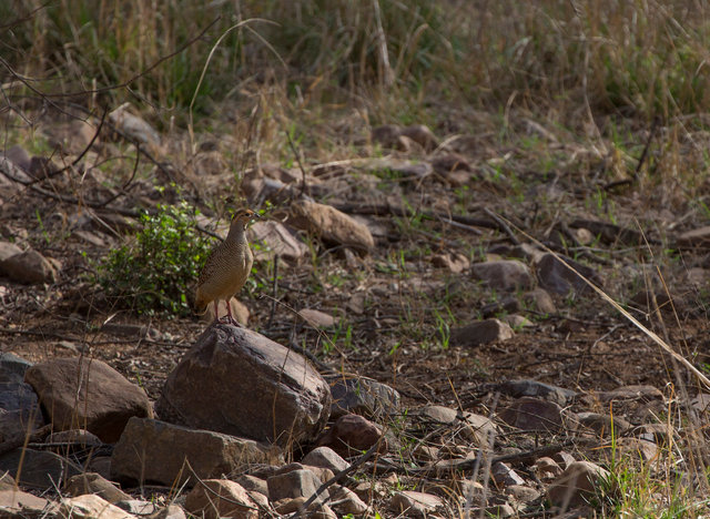 Grey Francolin