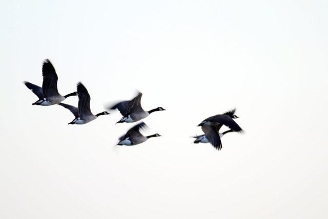 Canada Geese, February, southern Ohio