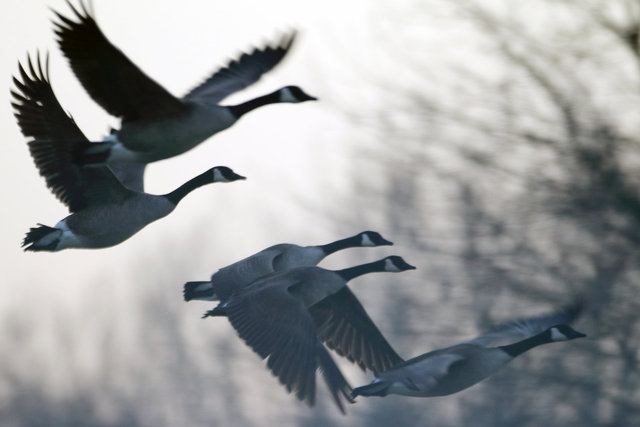 Canada Geese, February, southern Ohio