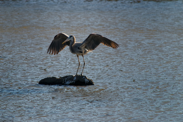 Landing Heron, Southborough, MA