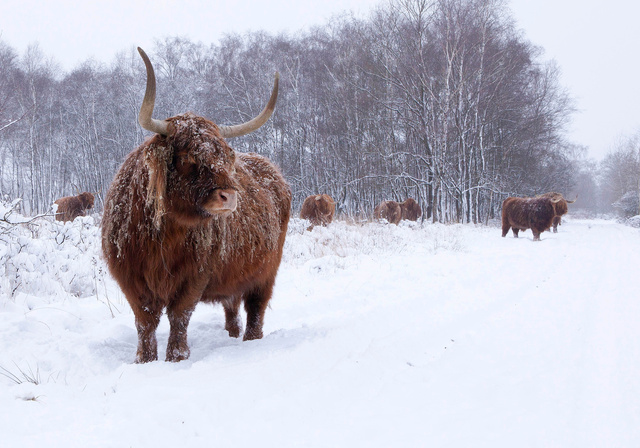 Schotse Hooglander