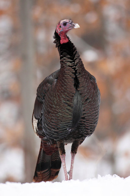 Eastern Wild Turkey, winter, Ohio