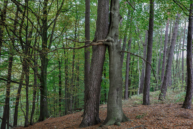 The Embrace