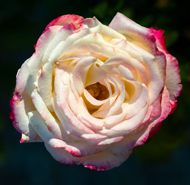Rose#5BWhite_DSC8090-as-Smart-Object-1.jpg