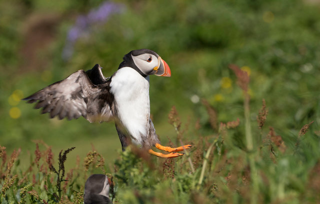 Puffin