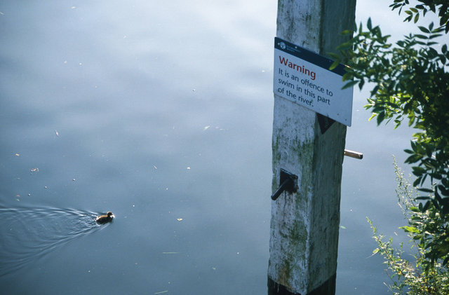 Duckling
