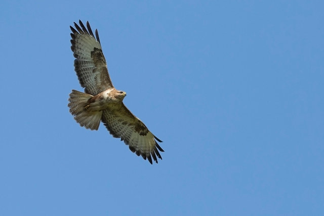 Buzzard