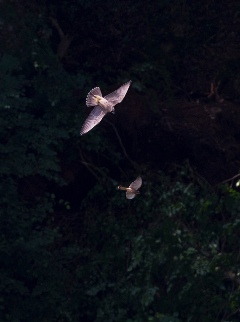 Juvenile peregrine falcon chasing kestrel