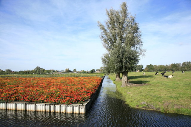 langerak