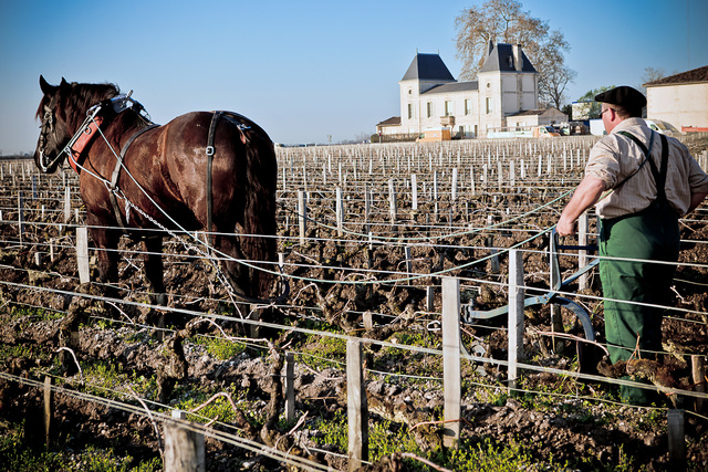 Margaux8 © Laurent Gazal.jpg