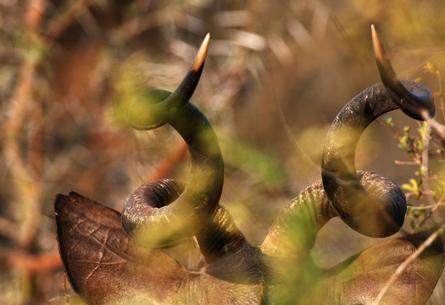 Kudu horns
