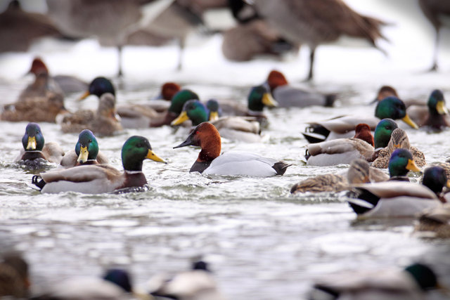 Canvasback (center of frame), Mallards and Redheads (back), winter, Ohio