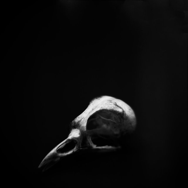 Skull, Blue-headed Vireo (<i>Vireo solitarius</i>), Holga 120N, Ilford Delta Pro 100, 2015