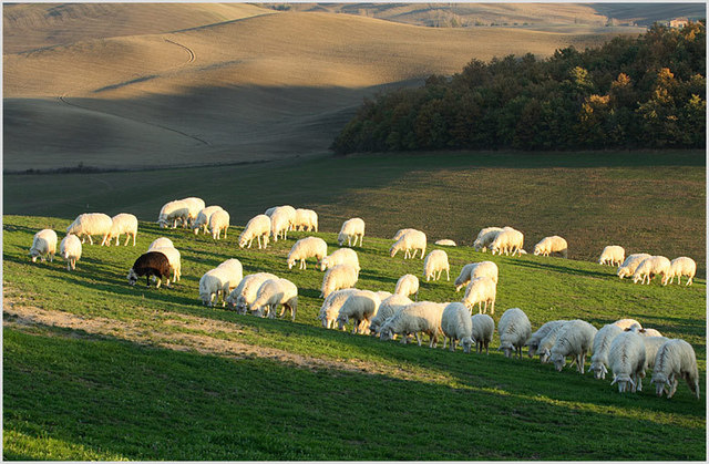 near pienza