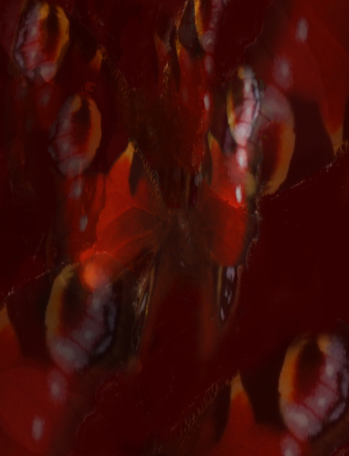 Butterfly Dance film still by Ali Gracie