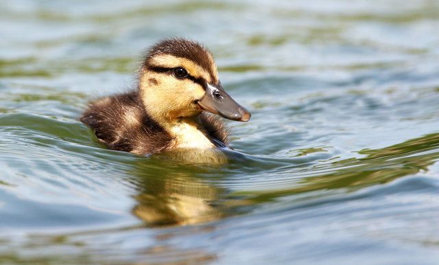 Duckling