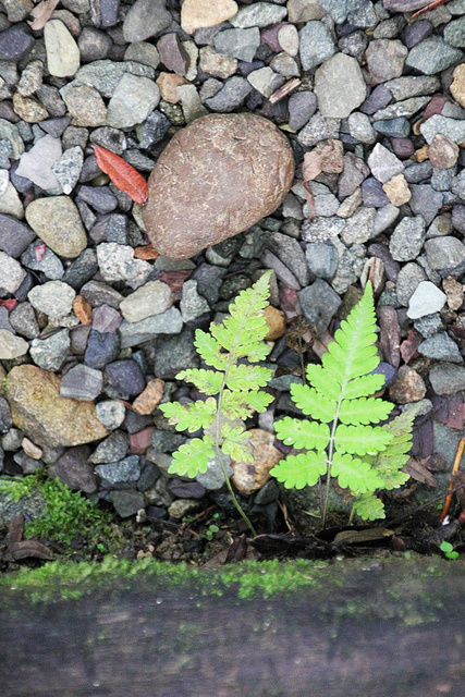 Two Fern Friends