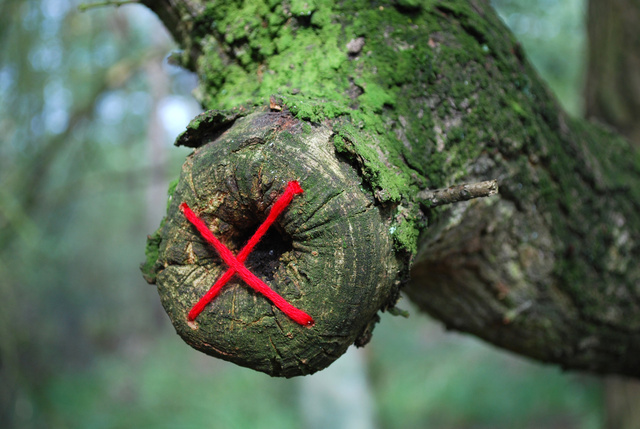 Tree restorations