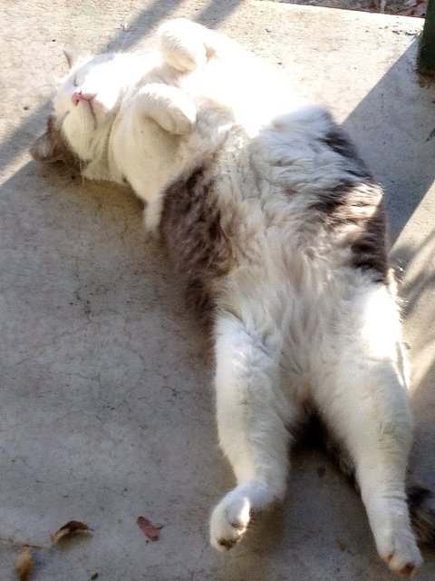 Stretchersize with GW Kitty