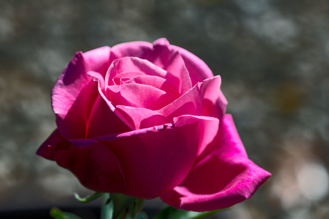 rosebud2.jpg