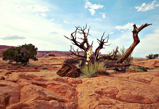 Escalante
