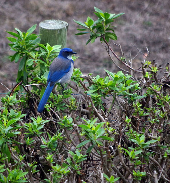 Blue Bird at Inn at the Tides (3) VB.JPG